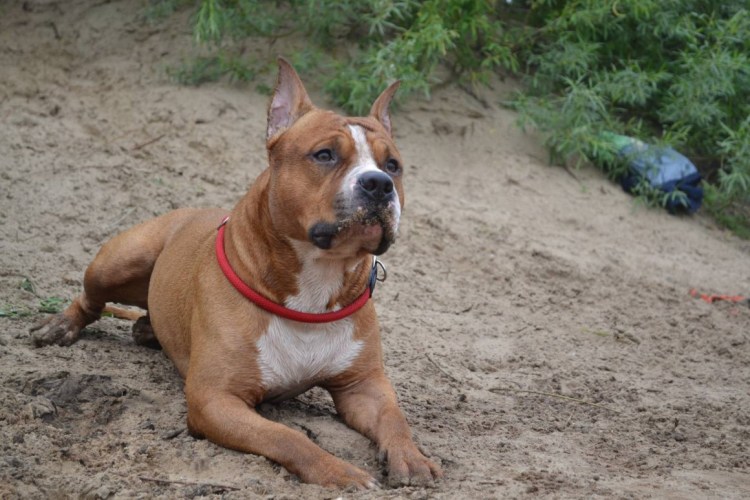 Стафф терьер американский боевой