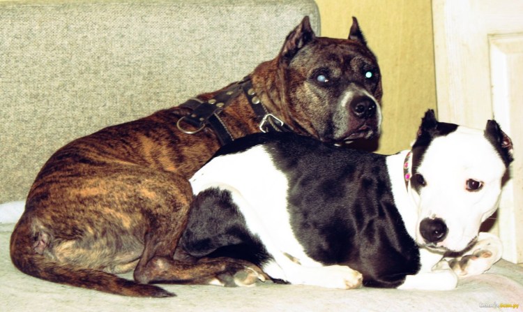 Золотистый стаффордширский терьер