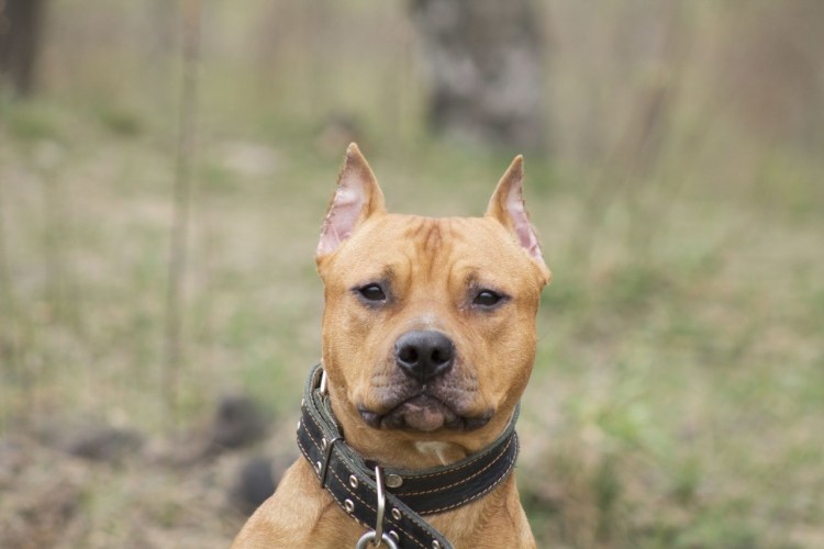 Персиковый стафф