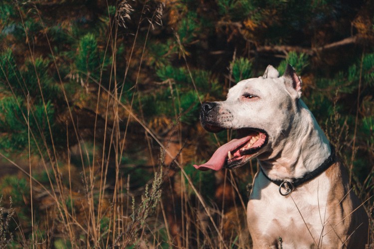 Каникросс стаффордширский терьер