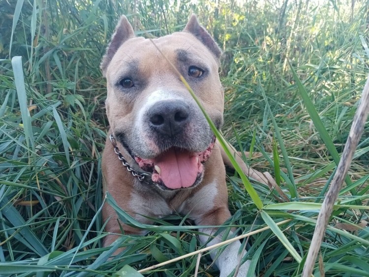 Американский стаффордширский терьер