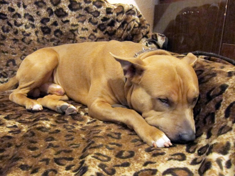 Амер стаффордширский терьер