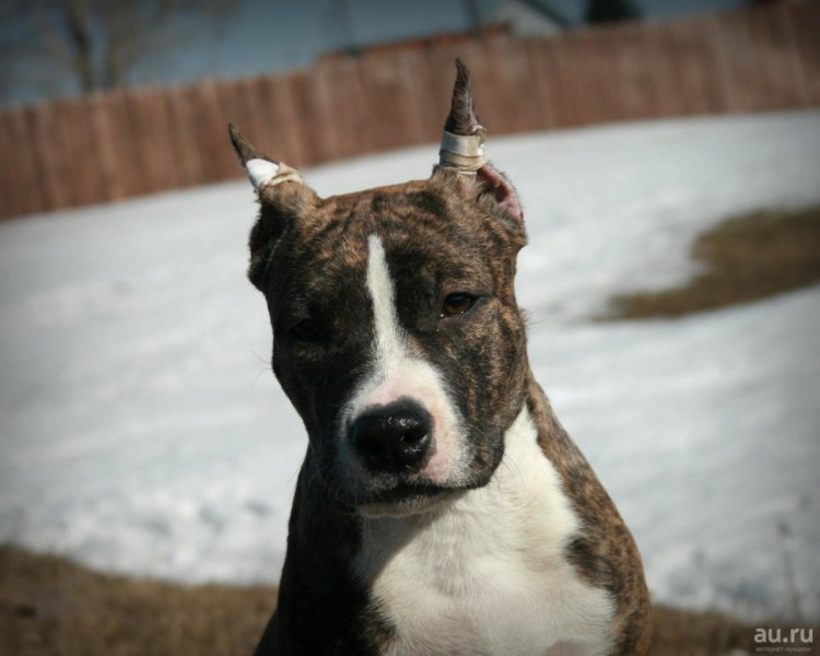 Лорд Стаффорд