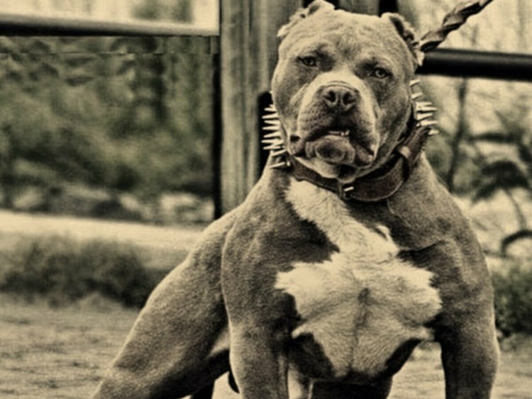 Питбультерьер Грозный