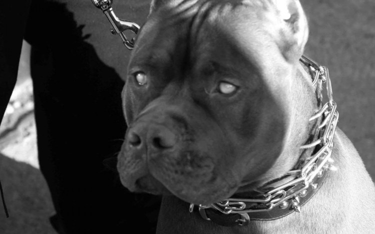 Стаффордширский терьер лает