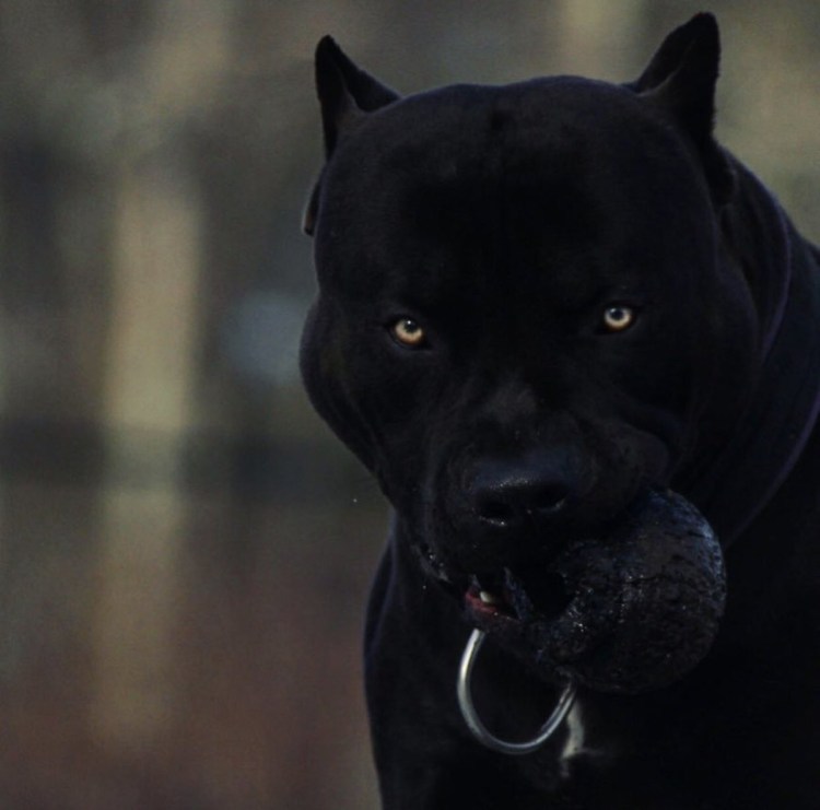 Стаффордширский терьер лает