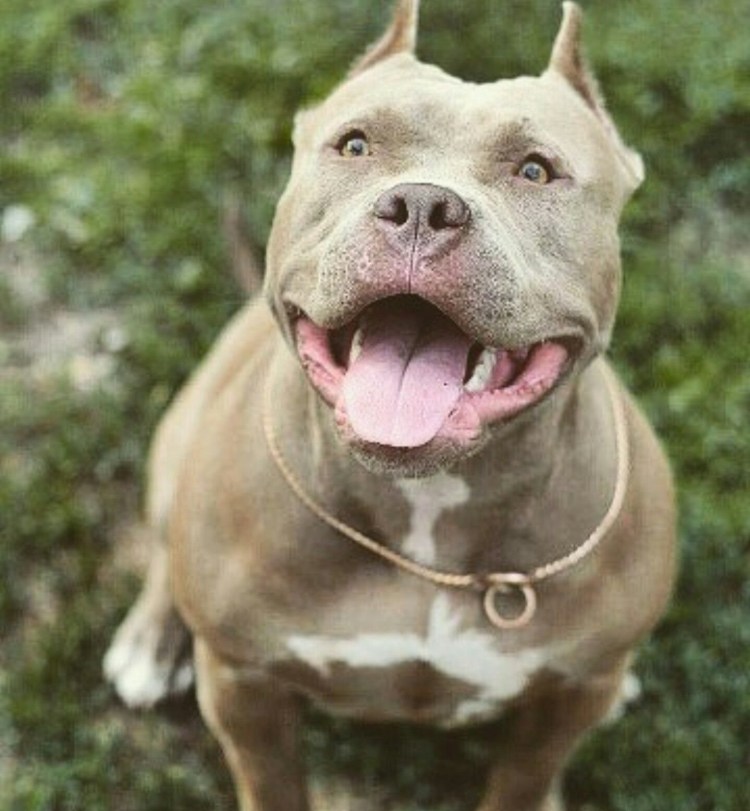 Американский стаффордширский терьер злой