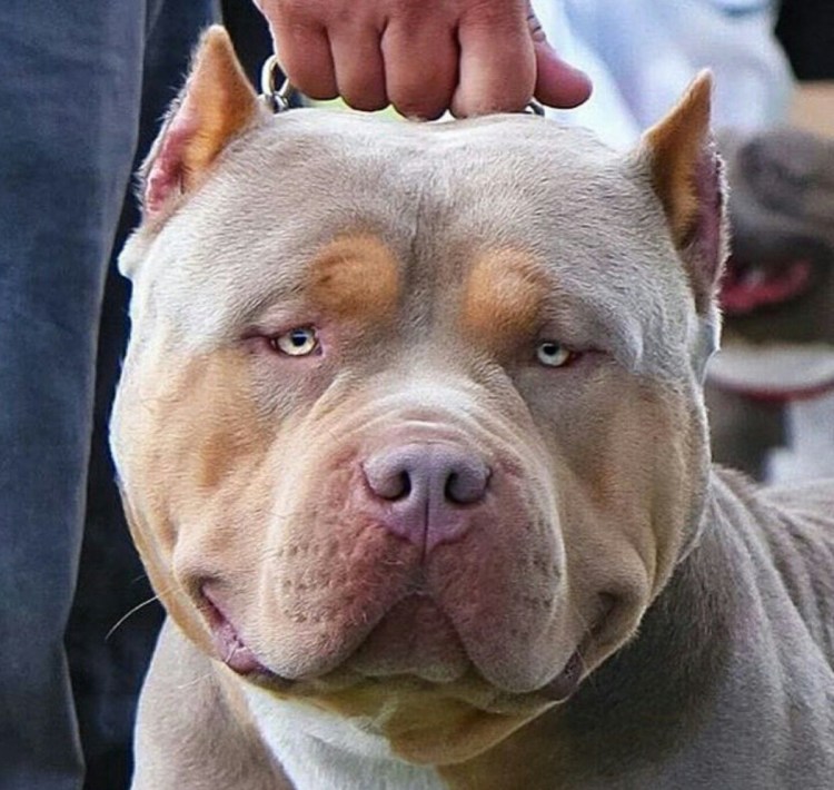 Американский стаффордширский терьер