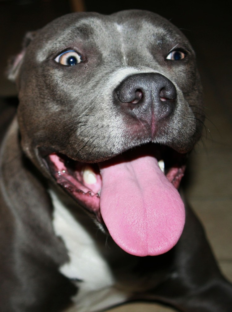 Ротвейлер собака убийца питбуль