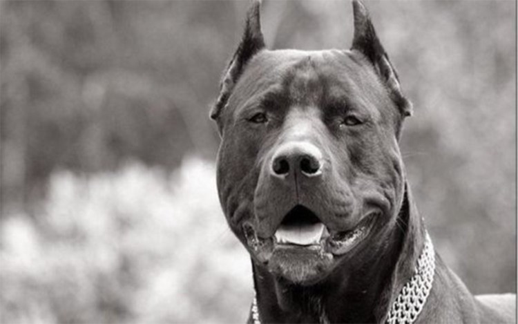 Стаффордширский терьер лает