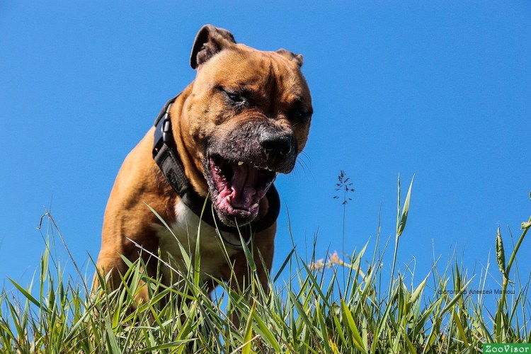 Американский стаффордширский терьер черный на цепях