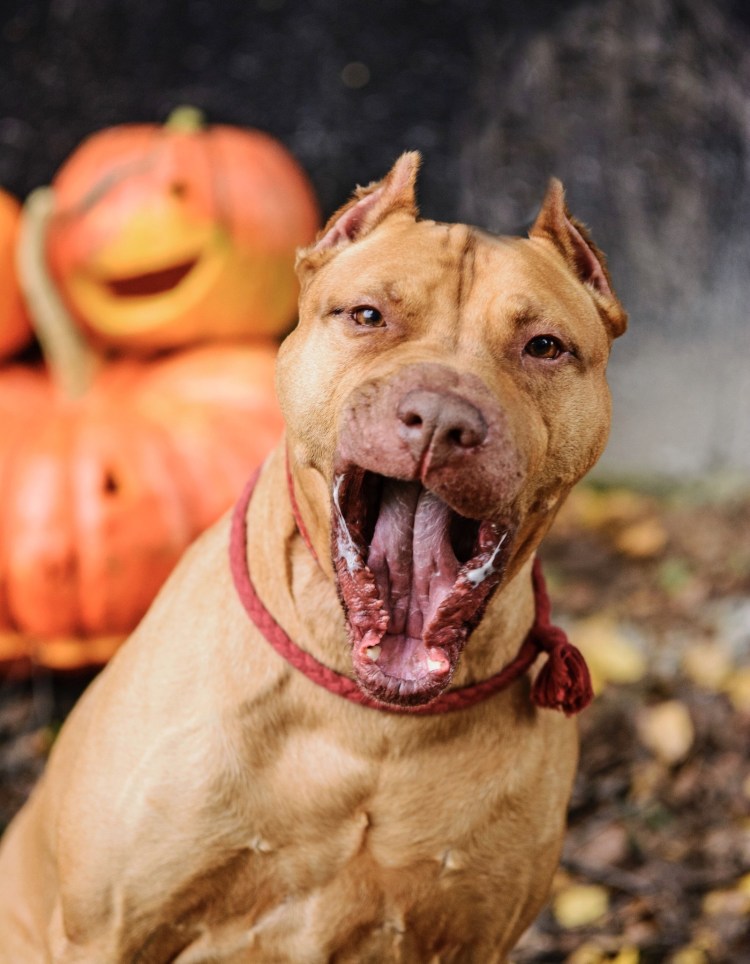 Американский бульдог оскал