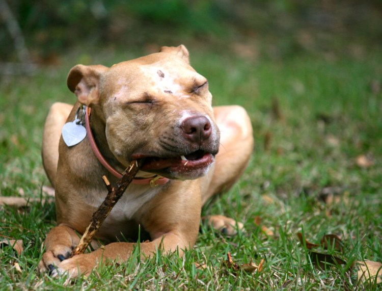 Американский питбультерьер оскал