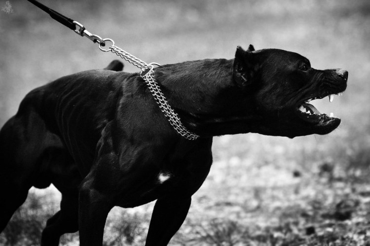 Оскал бульдога