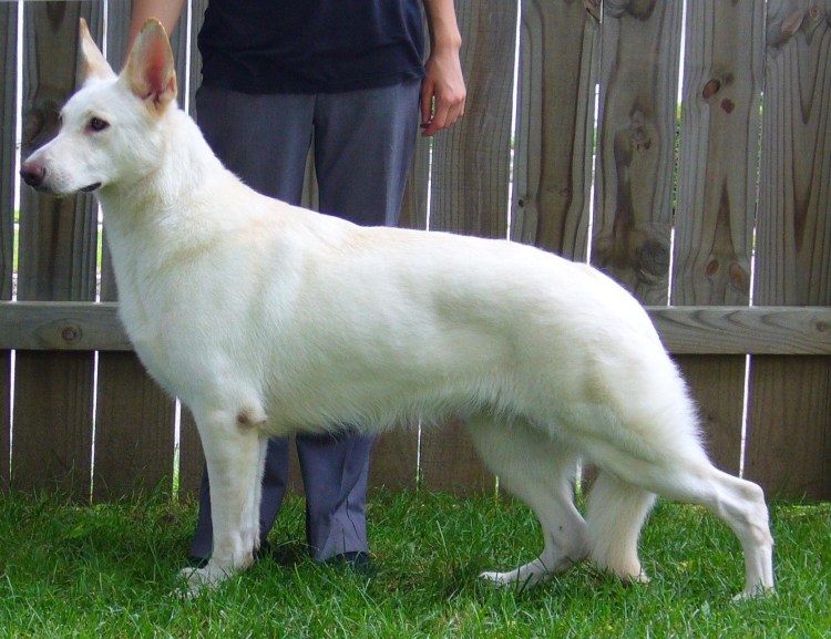 Овчарка швейцарская альбинос