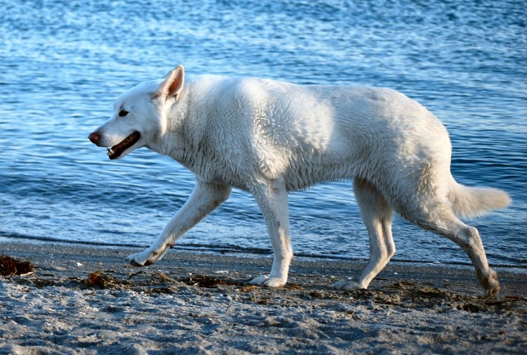 Месячные щенки немецкой овчарки альбиносы