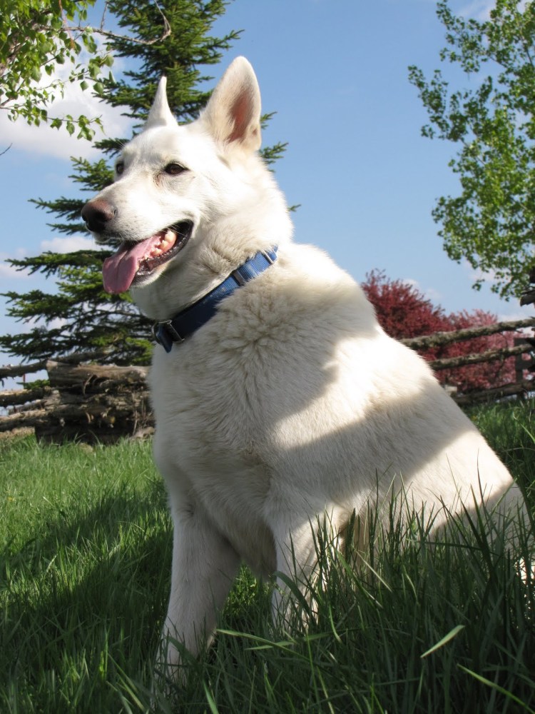 Овчарка швейцарская альбинос