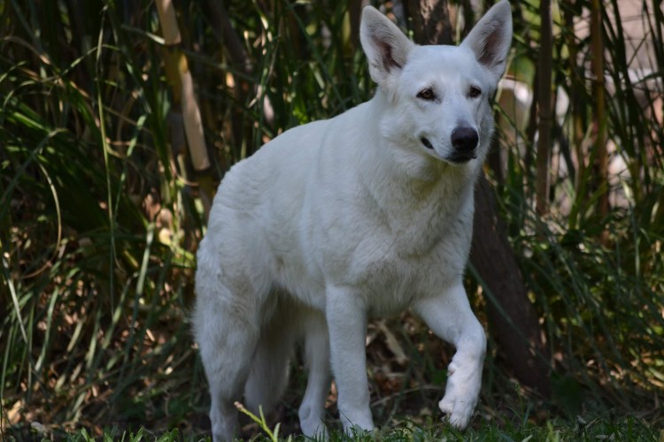 Овчарка швейцарская альбинос