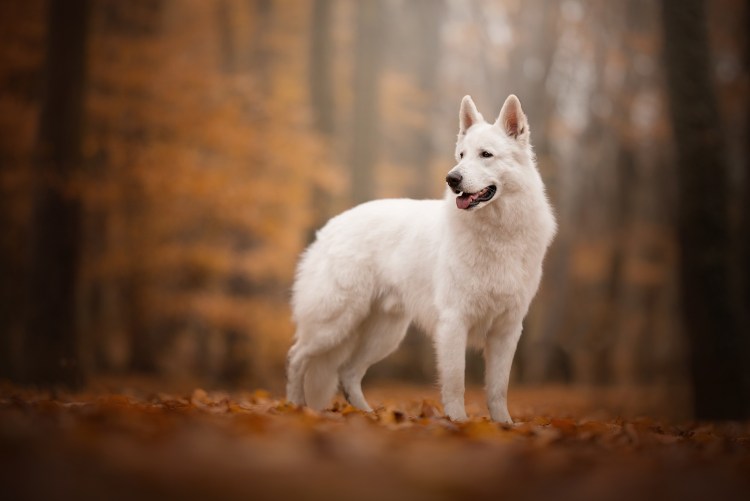 Овчарка альбинос