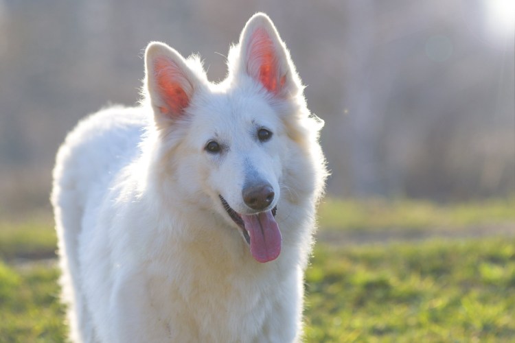 Овчарка швейцарская альбинос