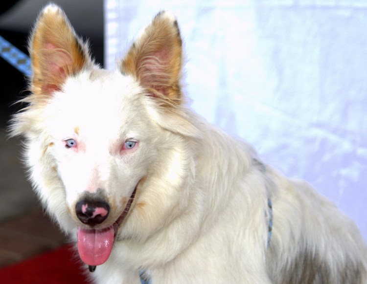 Овчарка швейцарская альбинос