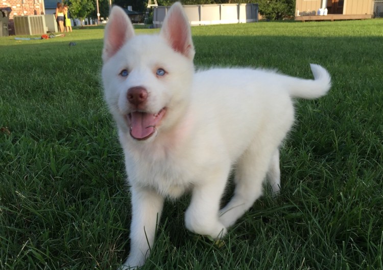 Хаски в профиль