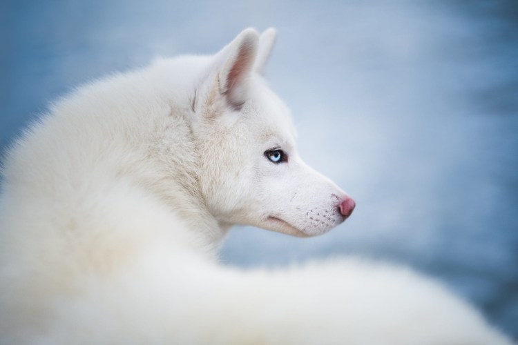 Аусси альбинос