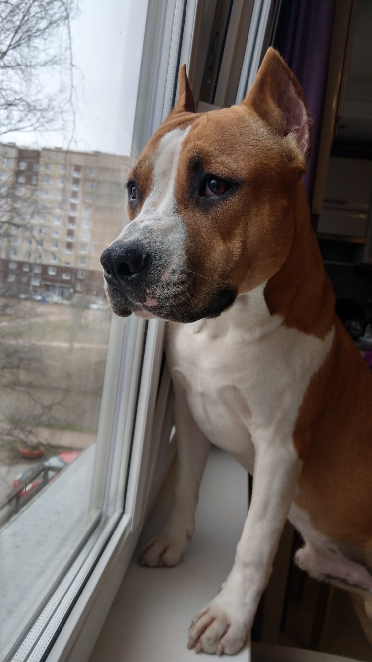 Питбультерьер некупированный