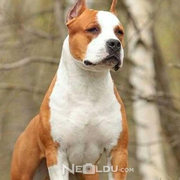 Питбуль коричневый