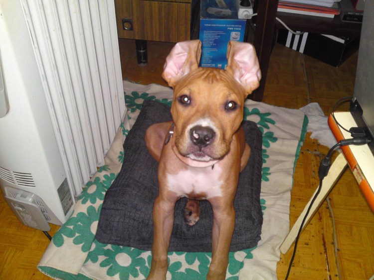 Стаффордширский терьер купирование