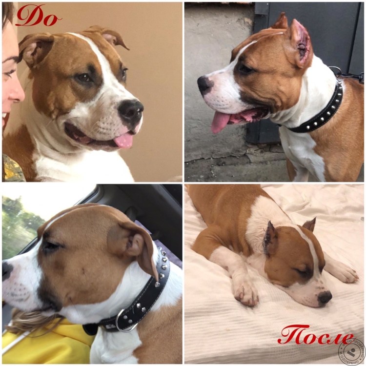 Стаффордширский бультерьер купирование ушей