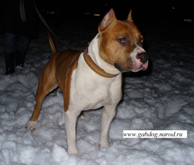 Стаффорд с некупированными ушами