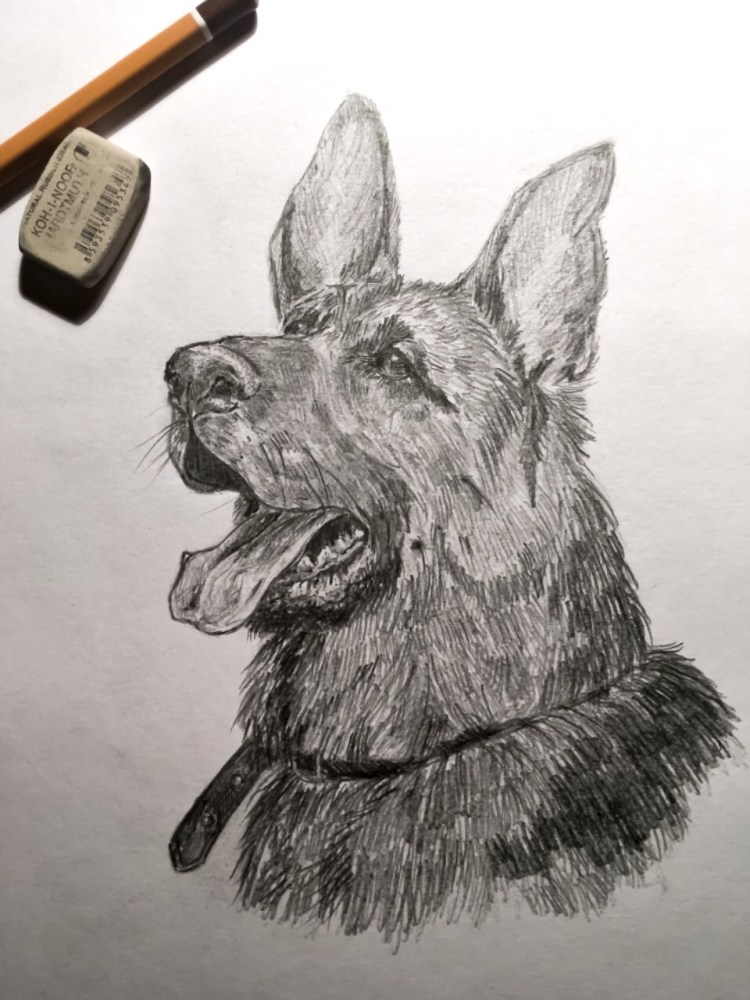 Морда овчарки карандашом