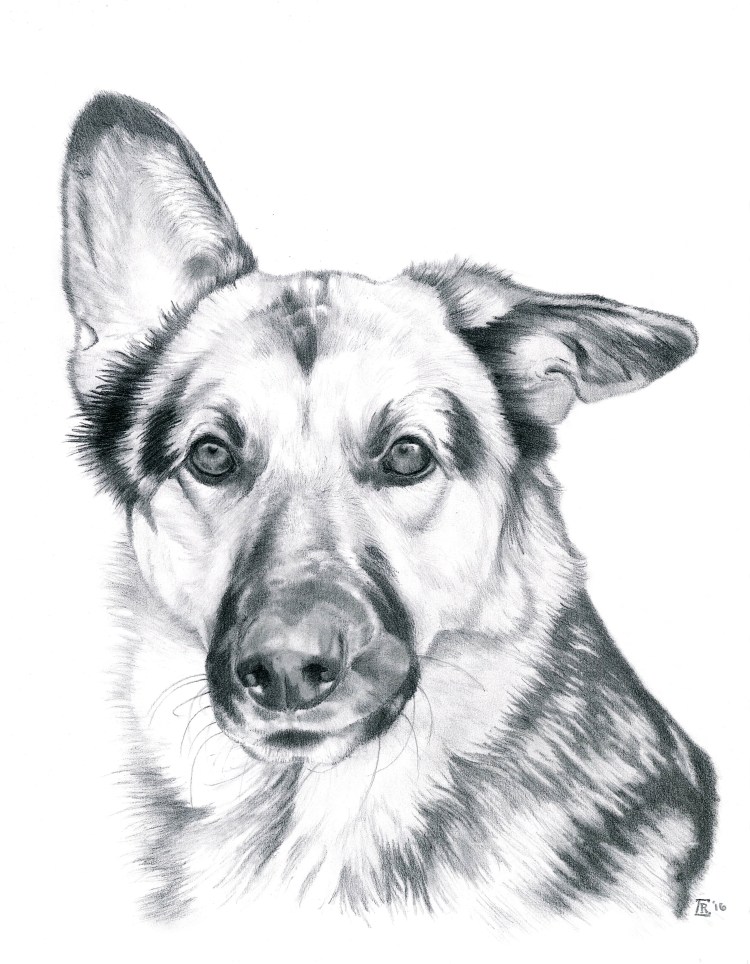 Немецкая овчарка карандашом
