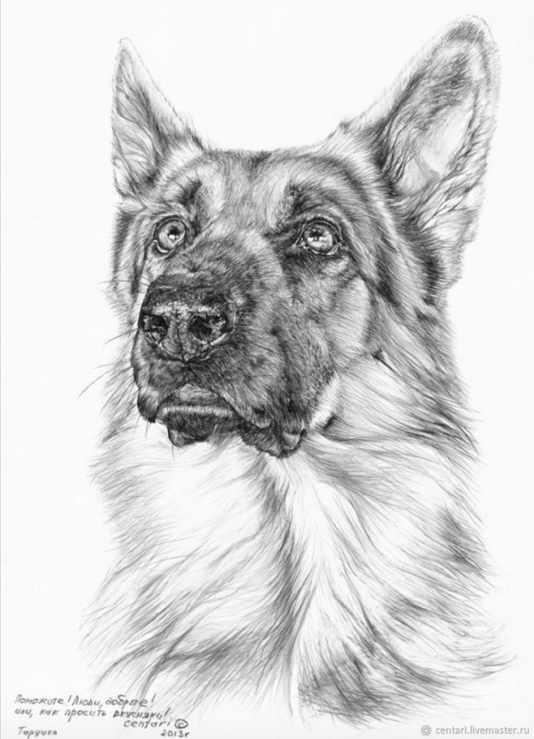 Немецкая овчарка карандашом