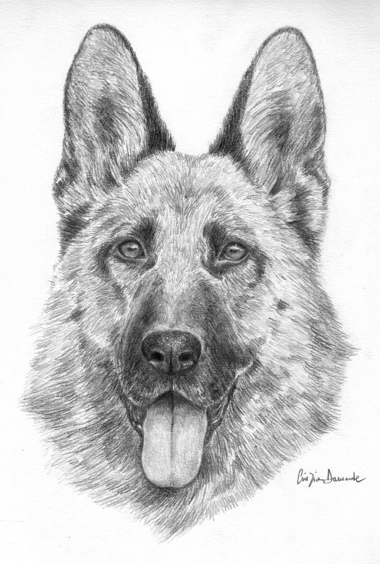 Овчарка карандашом