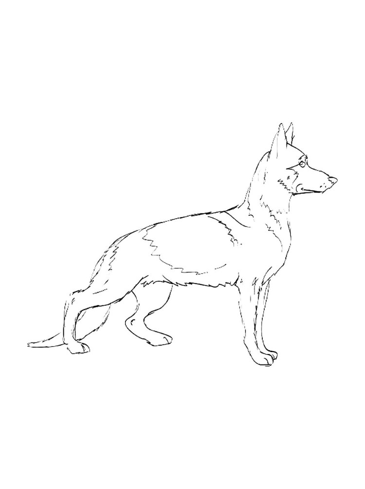 Нарисовать немецкую овчарку карандашом