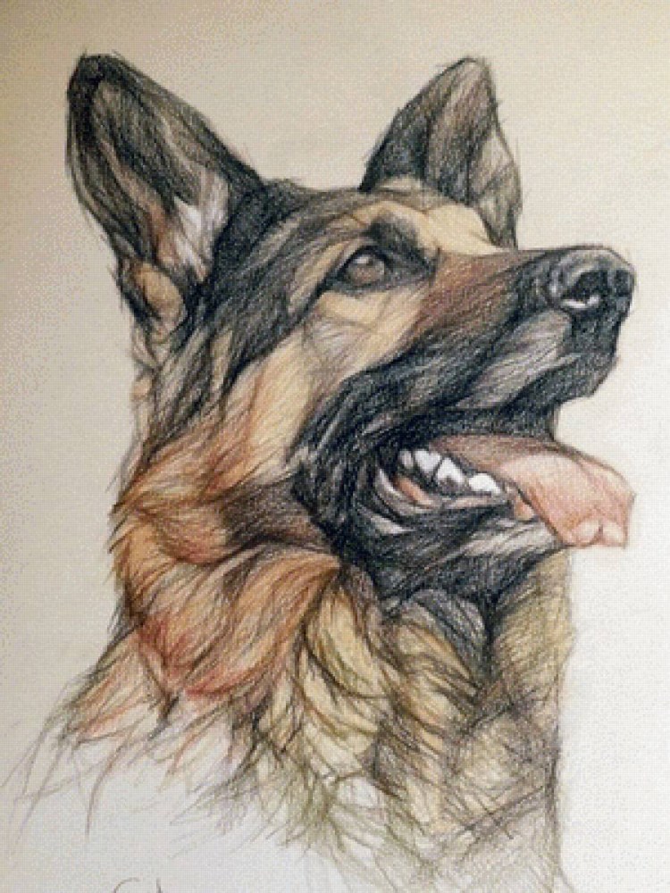 Овчарка карандашом