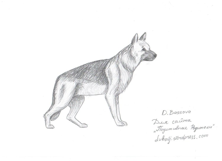 Раскраска немецкая овчарка