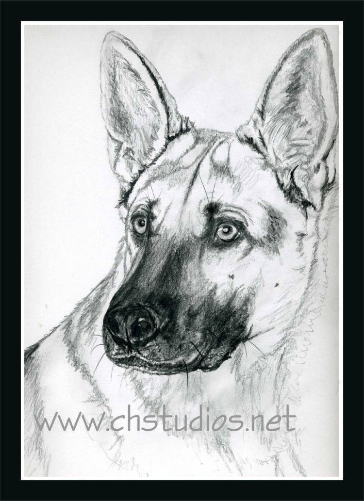 Немецкая овчарка гравюра