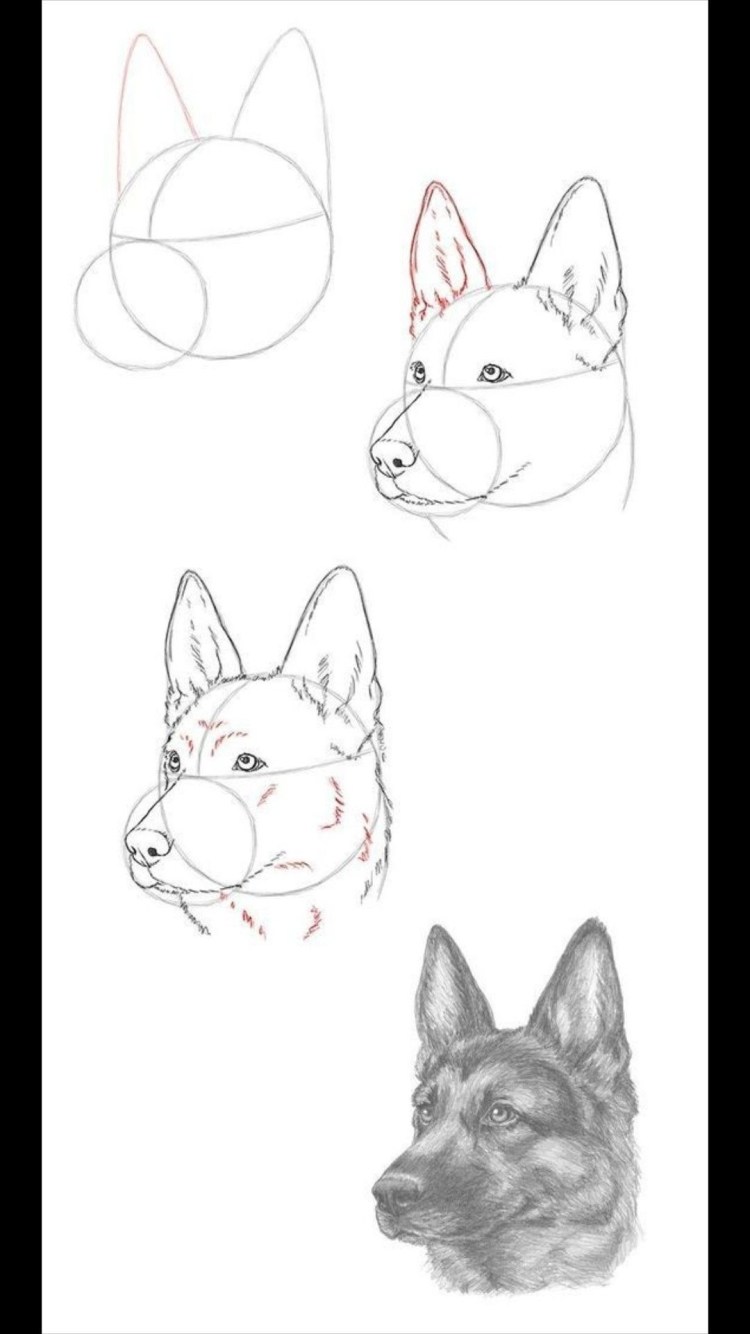 Овчарка тату эскиз