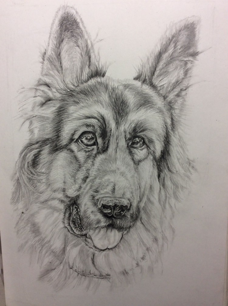 Наброски немецкой овчарки