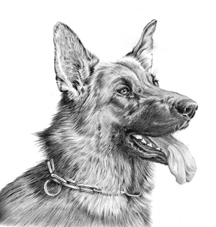 Немецкая овчарка рисунок