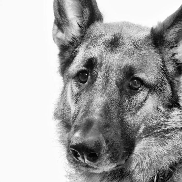 Немецкая овчарка на белом фоне