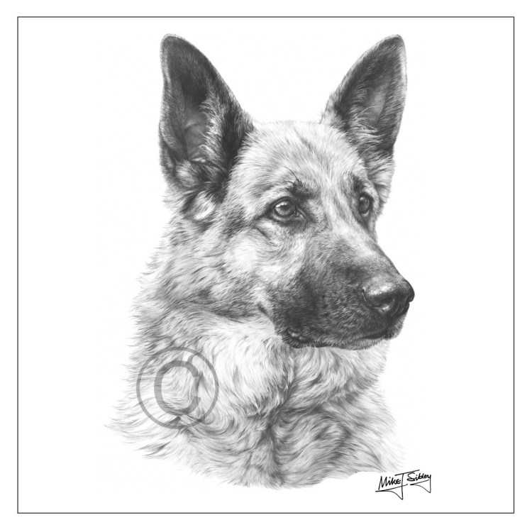 Немецкая овчарка портрет карандашом