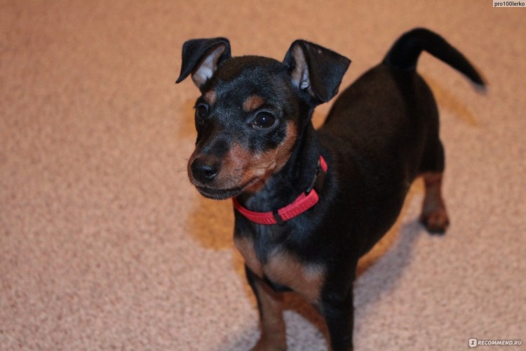 Пражский крысарик