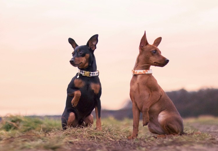 Доберман-пинчер щенок