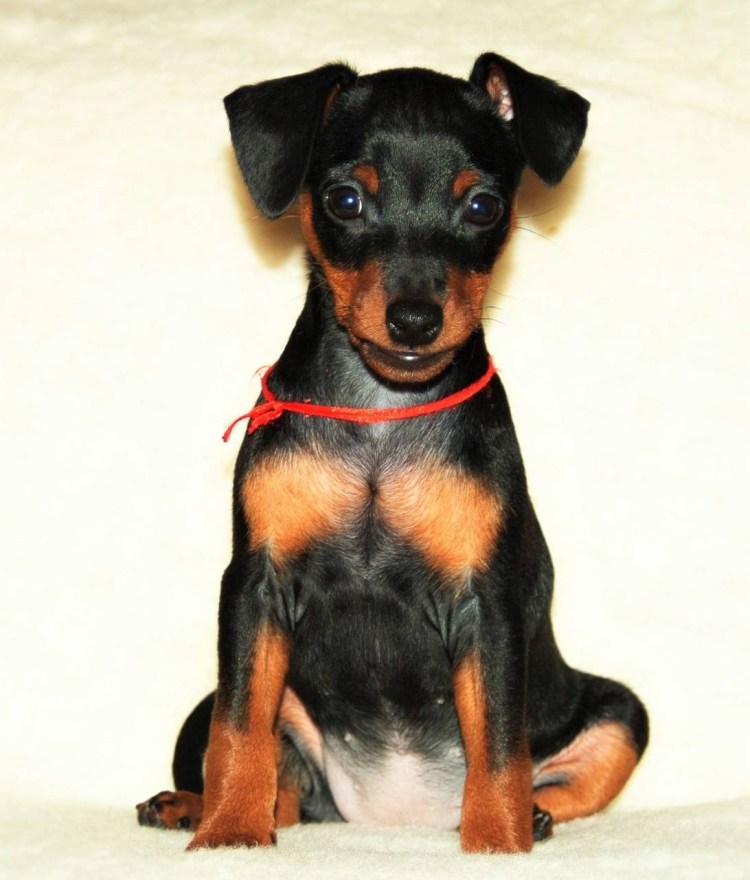 Пинчер терьер карликовый