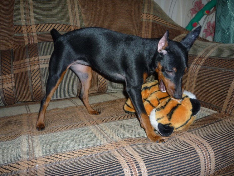 Доберман-пинчер рыжий