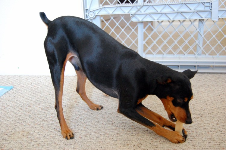 Карликовый пинчер Цвергпинчер